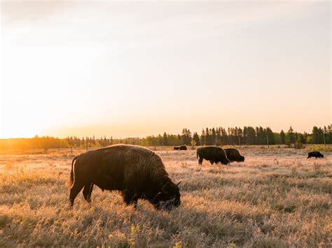16 Reasons a Manitoba Vacation is Perfect for You