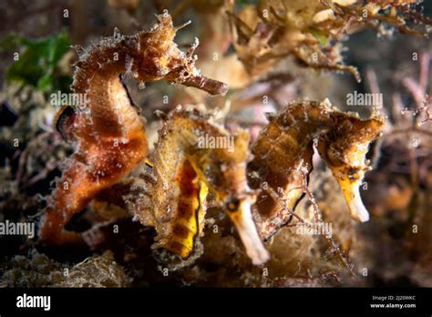 Seahorse Egg Pouch Hi Res Stock Photography And Images Alamy