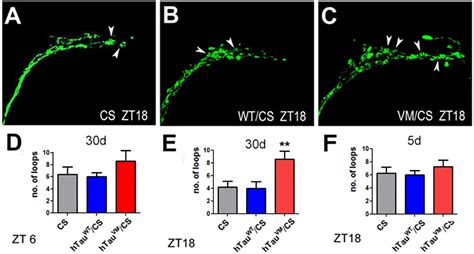 Frontiers Disease Associated Mutant Tau Prevents Circadian Changes In