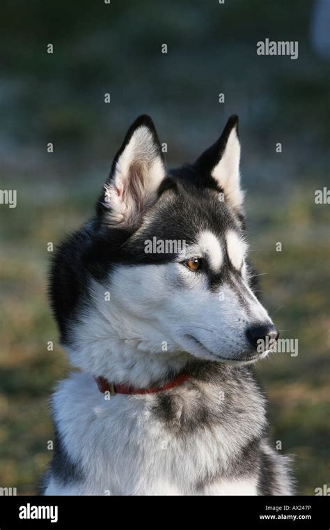 Sibirischer husky hi-res stock photography and images - Alamy