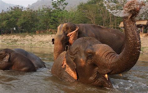 Top 10 Places Seeing Wild Elephants In Thailand Ume Travel
