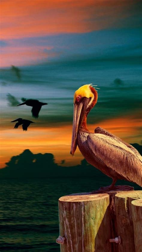 Pelican Wallpapers - Wallpaper Cave