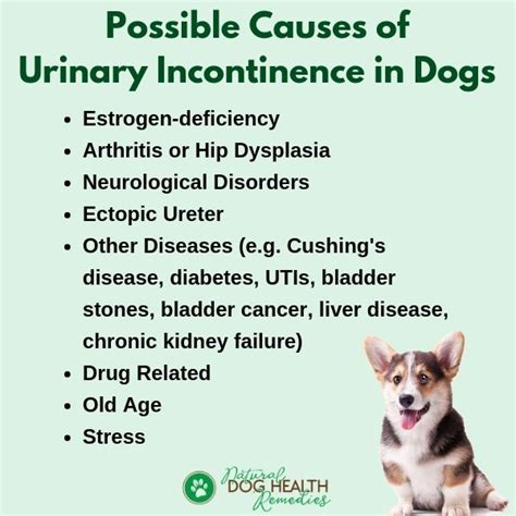 Dog Urinary Incontinence | Causes and Treatment