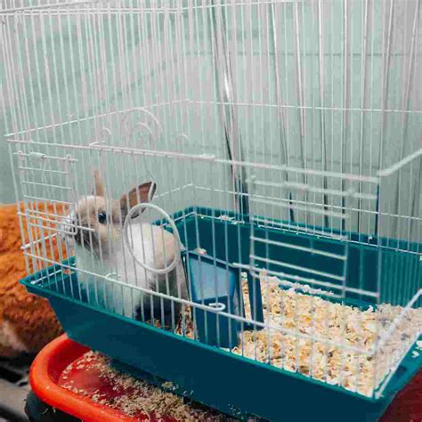 What is Healthy Rabbit Poop? Understanding Your Bunny's Digestive Health