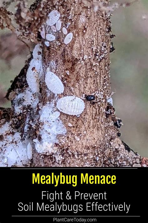 how to get rid of mealybugs 7
