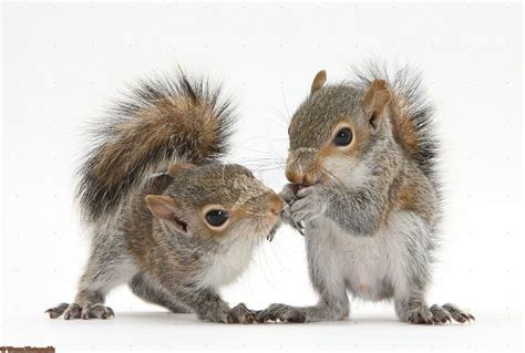 Young Grey Squirrels Baby Squirrel Cute Squirrel Cute Animals