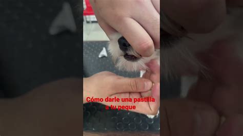 Manera Correcta De Darle Una Pastilla A Tu Mascota Youtube