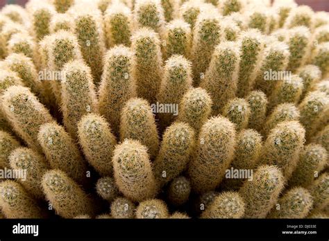 Lady Finger Cactus Mammillaria Elongata Stock Photo Alamy