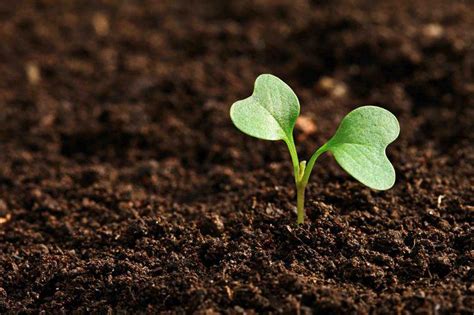 Грунт плодородный в мешках биг бегах купить доставка СПб ЛО