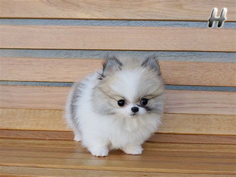 Pomeranian Husky Teacup