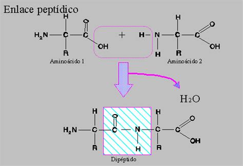 Definir Y Representar El Enlace Peptidico - Descargar Musica Mp3