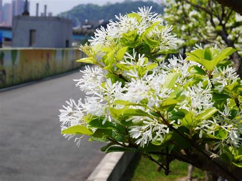 台北道南河濱流蘇花開！浪漫綻放宛如下「四月雪」 Ettoday旅遊雲 Ettoday新聞雲