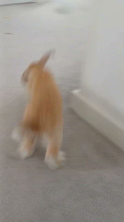 Bunny Zoomies Freeroamrabbit Rabbit Bunny Shortsfeed Shorts