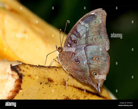 Asian Autumn Leaf Aka Australian Leafwing Butterfly Doleschallia