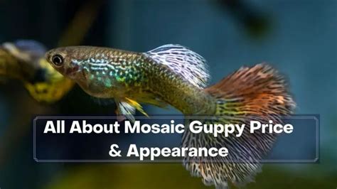 Best Mosaic Guppy Breeds And Names Guppy Fish Care