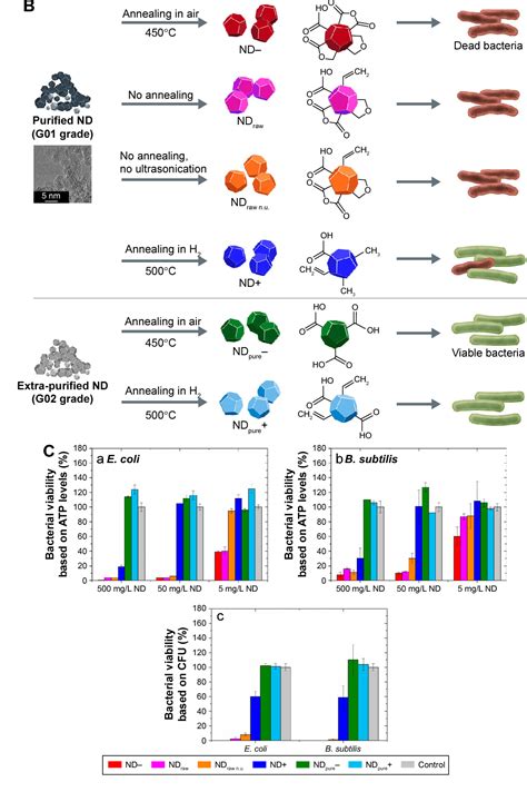 [PDF] The antimicrobial activity of nanoparticles: present situation ...