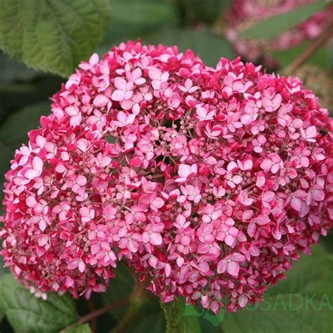 Гортензия древовидная 'Magical Pinkerbell' - купить в Украине