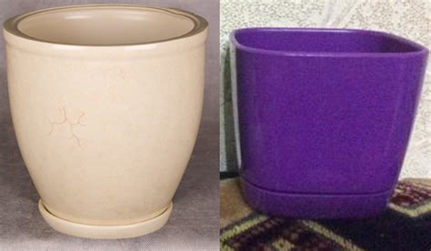 Цветок пахистахис уход в домашних условиях, 28 фото