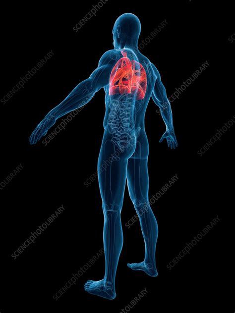 Male Lungs Illustration Stock Image F Science Photo Library