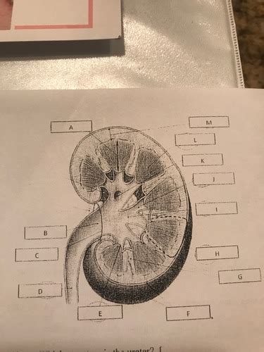 Unit 3 Test Biomed Flashcards Quizlet