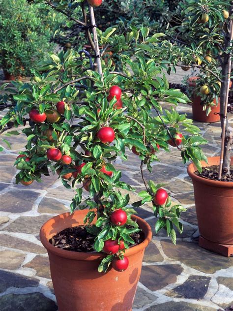 Fruit Trees - Home Gardening Apple, Cherry, Pear, Plum: Plant Fruit