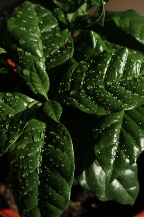 Coffea | Растения, Домашняя кофейня, Домашние растения