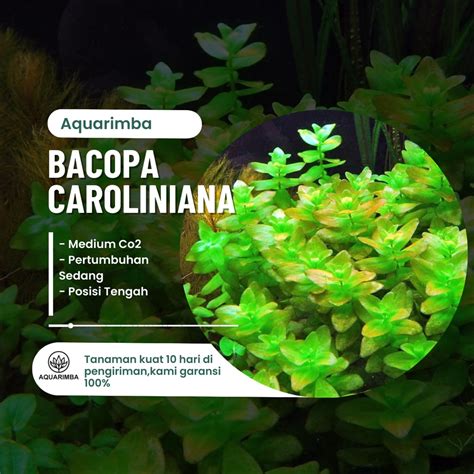 Jual Bacopa Caroliana Tanaman Aquascape Low Co2 Shopee Indonesia