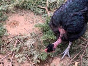 Naked Neck Chickens Aka Turkens Dual Purpose And Hardy Rural Living Today