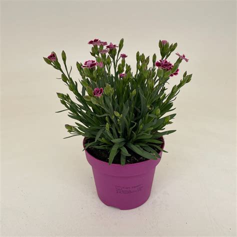 Dianthus PINK KISSES — Plant Wholesale FlorAccess