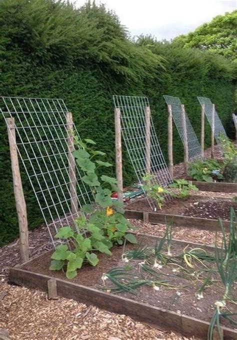 How To Build A Trellis For Squash Builders Villa