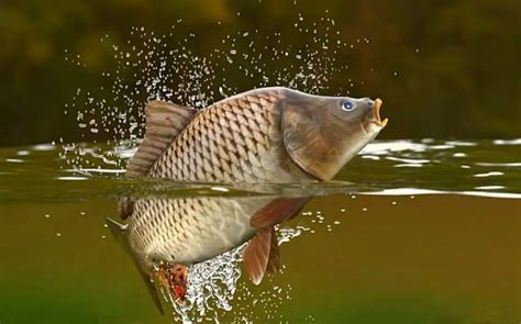 Why Do Carp Jump Out Of The Water The Full Answer