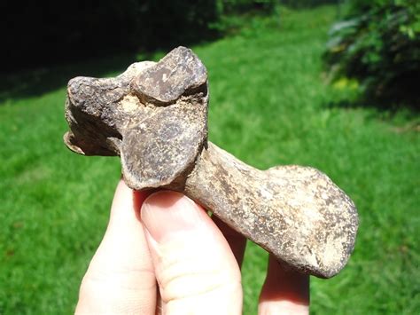 Excellent Giant Armadillo Calcaneum Xenarthra Fossils Prehistoric