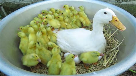 Wow New Baby Ducks Born Amazing Pekin Duckling Hatching From Eggs