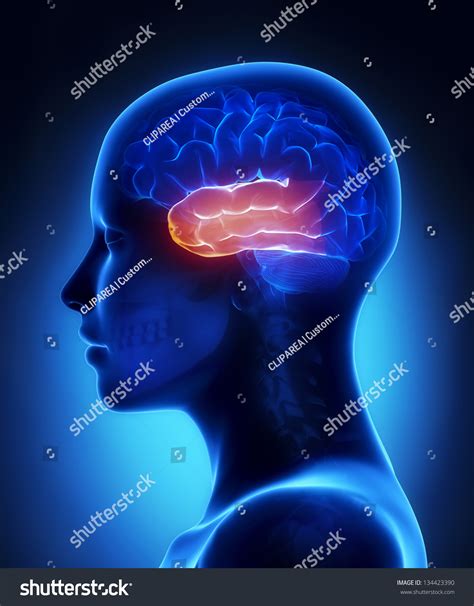 Temporal Lobe Female Brain Anatomy Lateral Stock Illustration