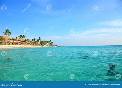 Amazing Beauty White Sand Beach Of Aruba Island Turquoise Sea Water And Blue Sky Stock Image