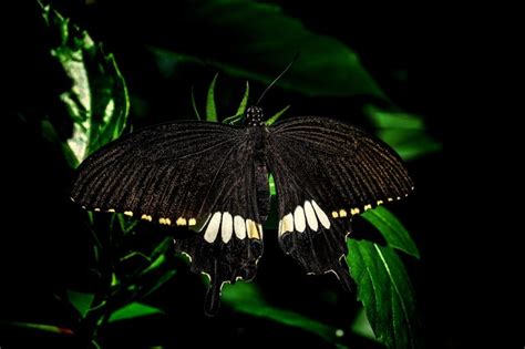 Borboleta Preta Dentro De Casa A Noite - Borboleta Dentro De Casa o Verdadeiro Significado