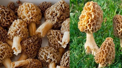 types  mushrooms  tips  cooking