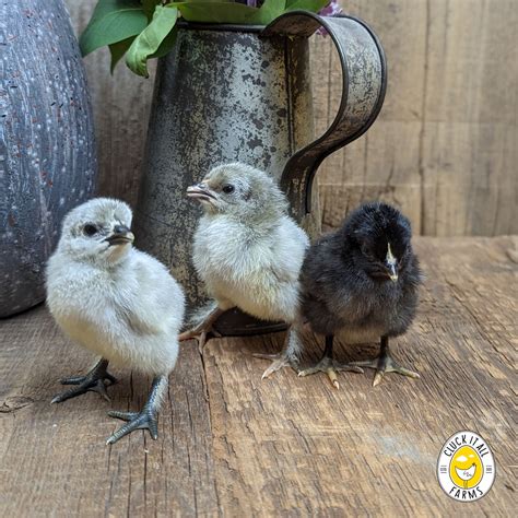 Cluck It All Farms- Where Landrace Chickens Reign Supreme!