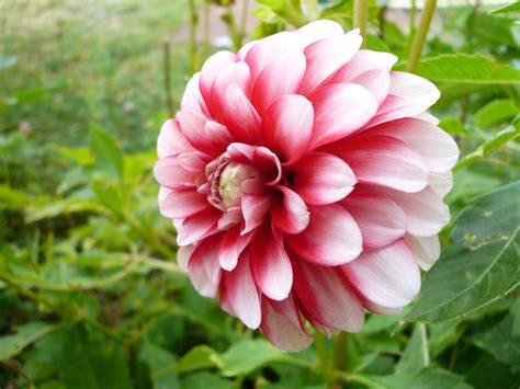 dahlias, next year | Dahlia, Planting dahlias, Herbaceous perennials