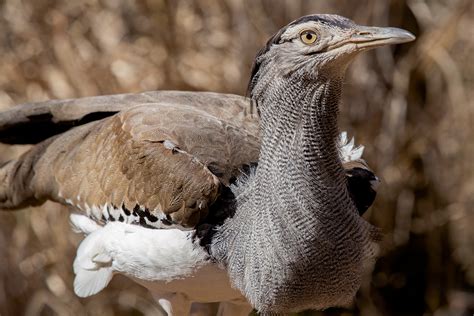 Kori Bustard - Zoo Atlanta
