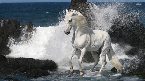 White horse on the beach HD wallpaper | Horses, Beautiful horses ...