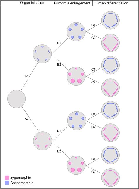 Frontiers Patterns Of Symmetry Expression In Angiosperms