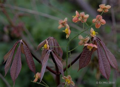 Planting And Growing Epimedium A K A Horny Goat Weed In Your Garden