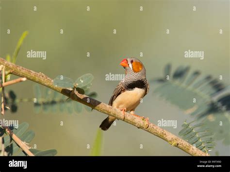 Zebra Finch Taeniopygia Guttata Perched On A Branch With Copy Space