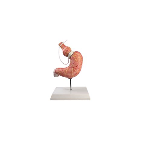 Stomach model with gastric band Erler-Zimmer K82