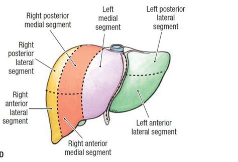 肝脏的分叶与分段 知乎