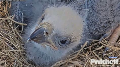 Swfl Eagle Cam E Close Up Views Left Eye Friday Morning