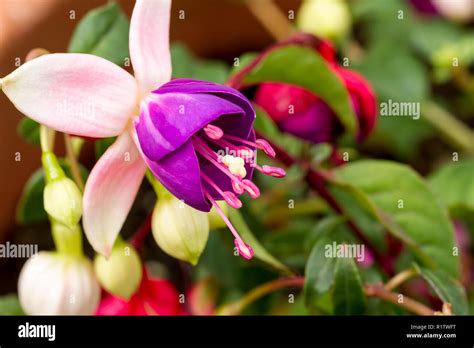Fuchsia La Campanella flower closeup, summer, UK Stock Photo - Alamy