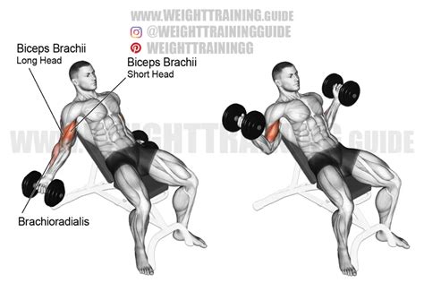 Dumbbell Reverse Grip Concentration Curl Video Weight Training Guide