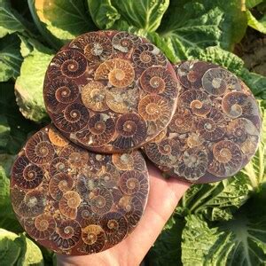 Natural Rare Ammonite Disc Fossil Conch Specimen Crystal Quartz Fossil